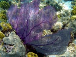 purple sea fan and broken brain corral - Olypus SP-350 by Andrew Kubica 